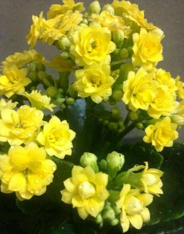 長壽花屬于多肉嗎_長壽多肉品種_長壽多肉花屬于什么植物