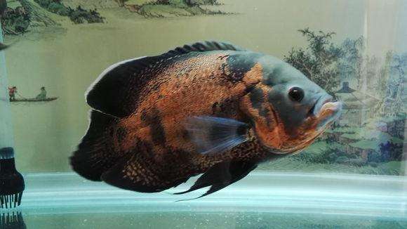 觀賞魚好養活嗎_觀賞魚養什么好看_什么魚好養觀賞魚