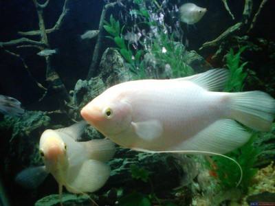 什么魚好養觀賞魚_觀賞魚好養活嗎_觀賞魚養什么好看