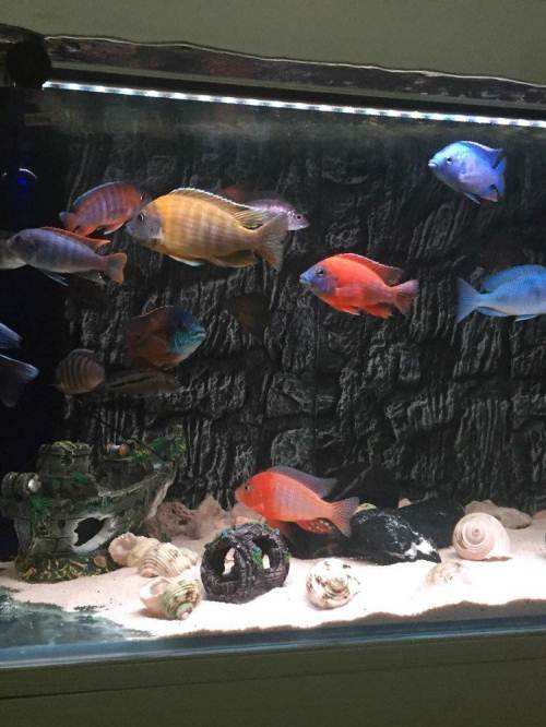 觀賞魚養什么好看_什么魚好養觀賞魚_觀賞魚好養活嗎