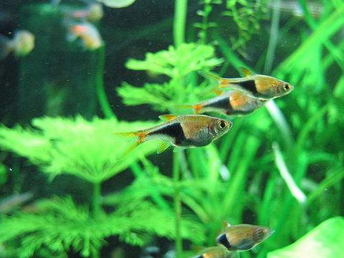 觀賞魚養什么好看_什么魚好養觀賞魚_觀賞魚好養活嗎