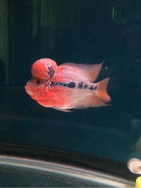 觀賞魚好養活嗎_什么魚好養觀賞魚_觀賞魚養什么好看