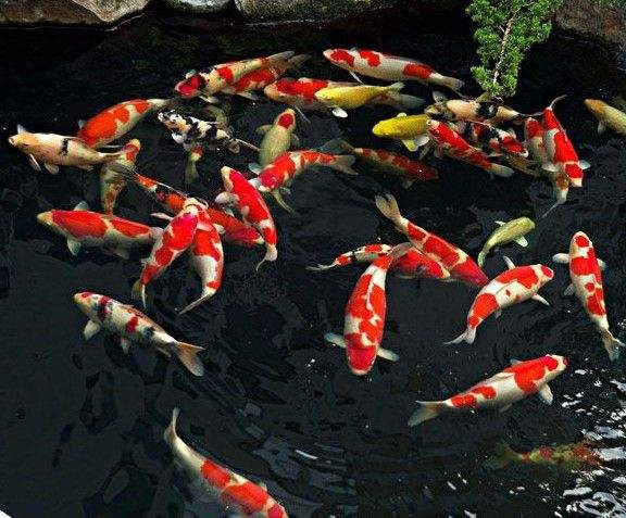 什么魚好養觀賞魚_觀賞魚養什么好看_觀賞魚好養活嗎