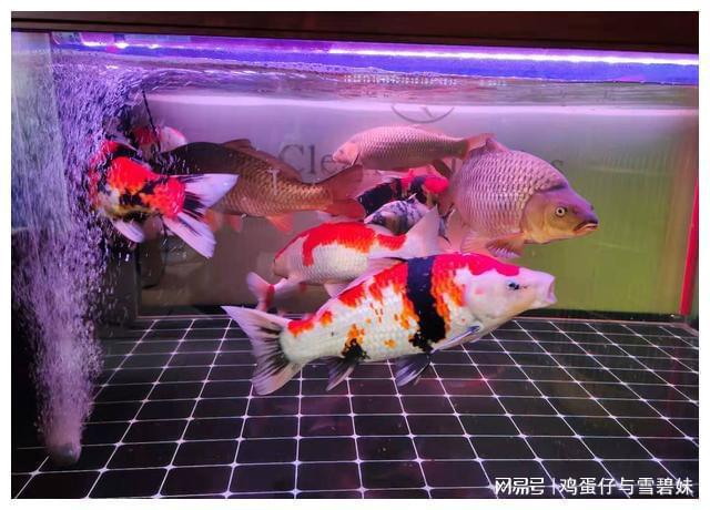 新到家的觀賞魚常見品種，都容易出現哪些疾病，怎么辦？