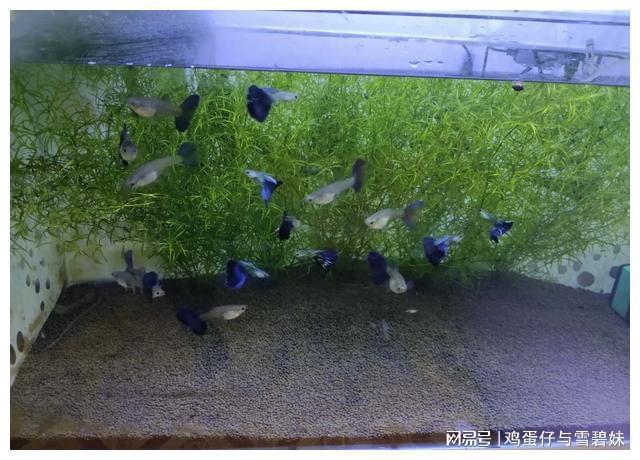 白色的觀賞魚_觀賞白色魚有哪些品種_白色的觀賞魚有哪些