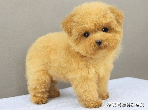 養狗花費的錢多嗎_養狗狗花錢嗎_養狗一個月大概要花多少錢