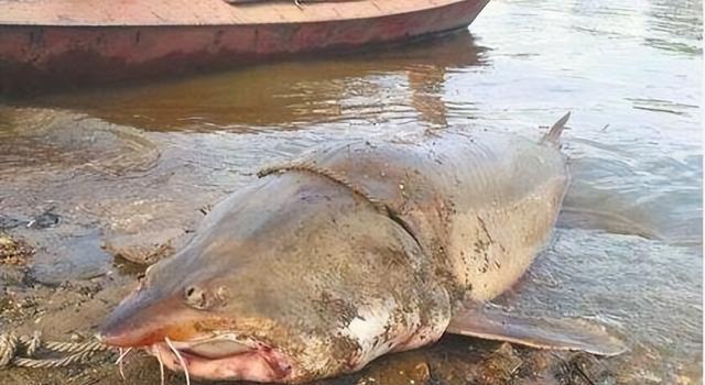 淡水中大型觀賞魚_大型淡水觀賞魚_觀賞淡水魚大型品種