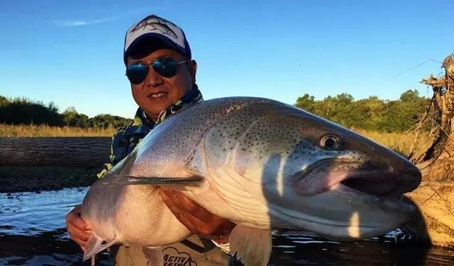 大型淡水觀賞魚_淡水中大型觀賞魚_觀賞淡水魚大型品種