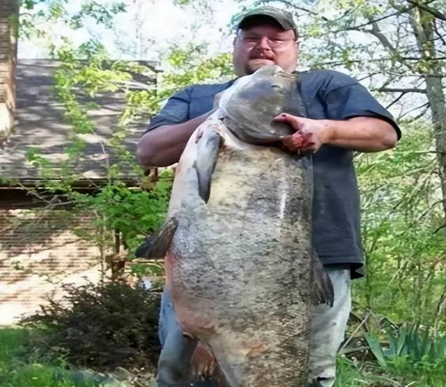 觀賞淡水魚大型品種_大型淡水觀賞魚_淡水中大型觀賞魚