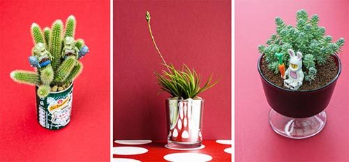 為什么多肉植物養不活 10個多肉植物的種植小秘密