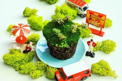 多肉植物種植方法