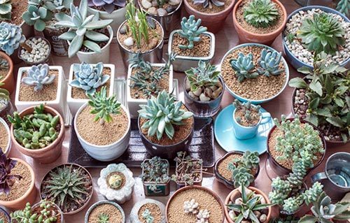 多肉植物種植方法
