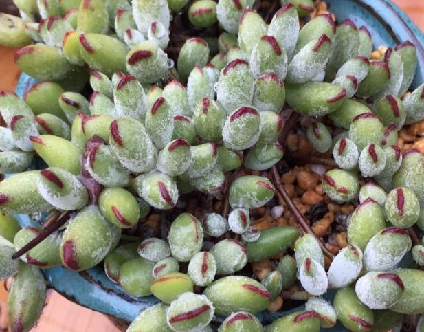 多肉植物陽光_不喜歡陽光的多肉_陽光多肉喜歡什么肥料