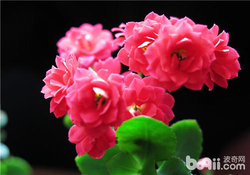 長壽花的外形特征及品種簡介