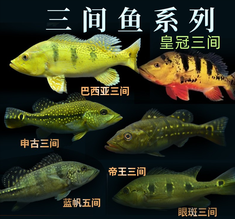 觀賞魚界的“李鬼”，獻給喜愛三間的魚友們