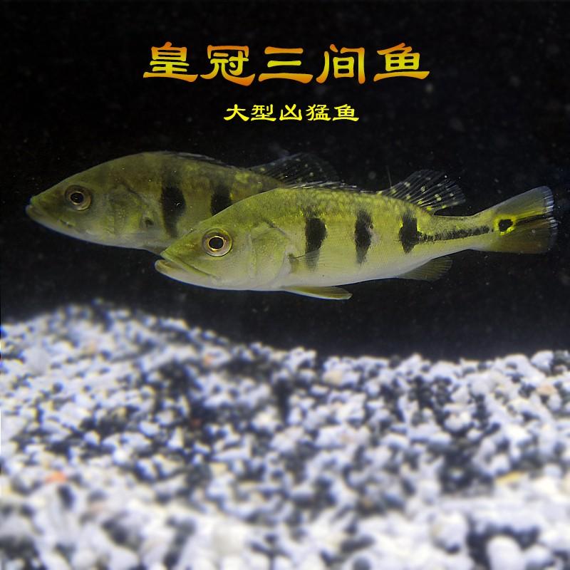 食肉觀賞魚_好養觀賞肉食魚_食肉的觀賞魚