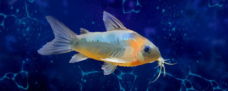 觀賞魚條數風水_養魚條數的講究_觀賞魚一般養幾條比較好