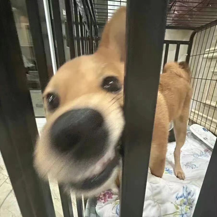 賠償咬狗錢一般賠多少_被別人狗咬了一般賠償多少錢_賠償咬狗錢一般賠多少錢