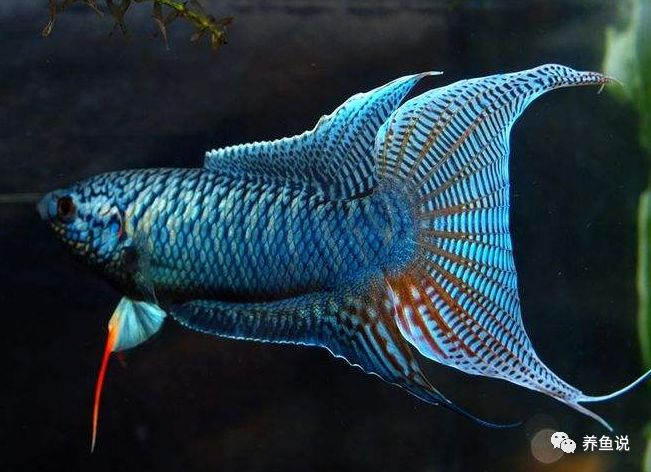 中型觀賞魚推薦_適合家養(yǎng)的中型觀賞魚_好養(yǎng)的中型觀賞魚