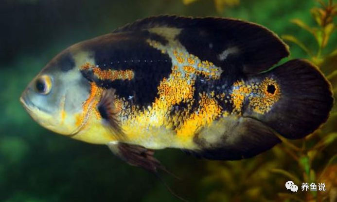 中型觀賞魚推薦_適合家養(yǎng)的中型觀賞魚_好養(yǎng)的中型觀賞魚