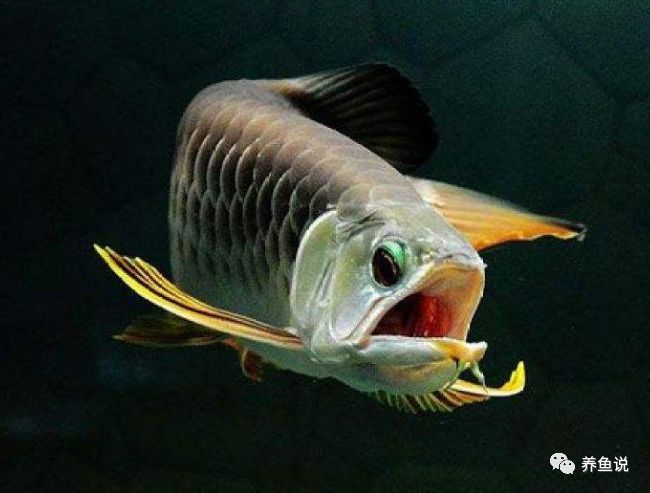 好養(yǎng)的中型觀賞魚_適合家養(yǎng)的中型觀賞魚_中型觀賞魚推薦