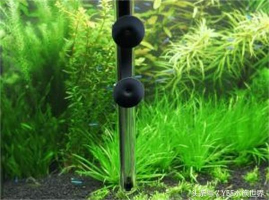 什么觀賞魚不用加熱棒_觀賞魚加熱棒調節(jié)最合適溫度_觀賞棒加熱魚用多大的魚