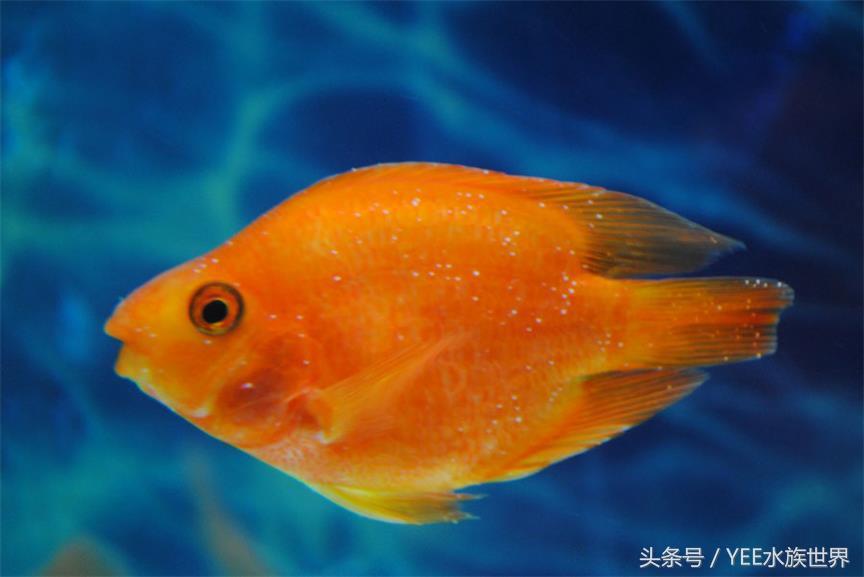 觀賞魚加熱棒調節(jié)最合適溫度_什么觀賞魚不用加熱棒_觀賞棒加熱魚用多大的魚