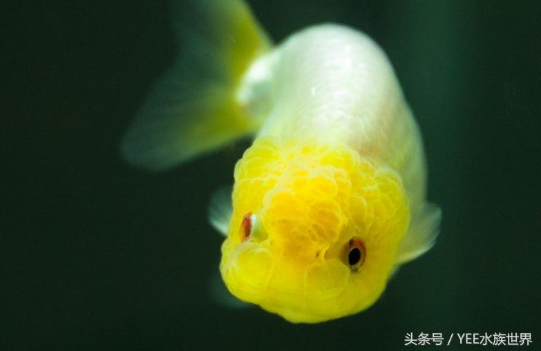 什么觀賞魚不用加熱棒_觀賞棒加熱魚用多大的魚_觀賞魚加熱棒調節(jié)最合適溫度