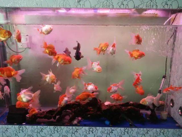 魚缸里養的小魚種類_最小的魚叫什么名字 魚缸里觀賞魚_魚缸小魚叫什么