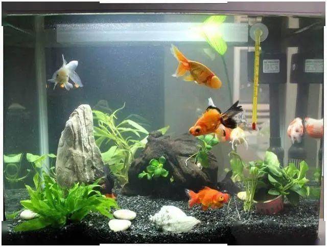魚缸里養的小魚種類_魚缸小魚叫什么_最小的魚叫什么名字 魚缸里觀賞魚