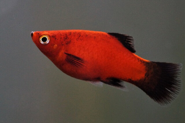 十大養(yǎng)不死的熱帶魚排名 十大養(yǎng)不死的熱帶