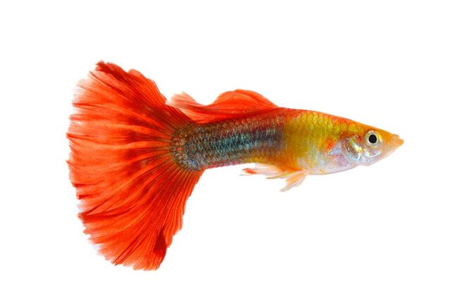 十大最好看的觀賞魚_最好看的觀賞魚排行榜購買_觀賞魚最好看的種類