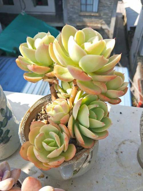 養多肉碧桃，做好幾件事，遇水瘋長，清麗動