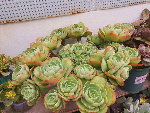 多肉碧桃繁殖方法_多肉碧桃怎么繁殖_多肉碧桃好養活嗎