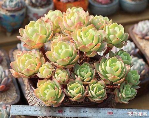 多肉碧桃怎么繁殖_多肉碧桃好養活嗎_多肉碧桃繁殖方法