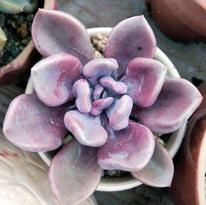 春天栽多肉注意事項_春天種多肉的最佳時間_多肉春天什么時候可以施肥