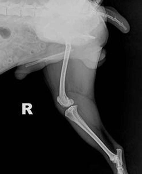 狗狗髕骨脫位怎么治療？狗狗髕骨脫位治療很