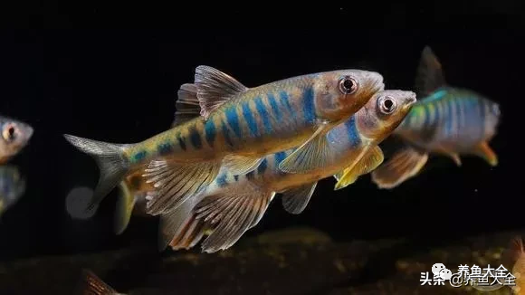 中國原生魚簡介和發展探討