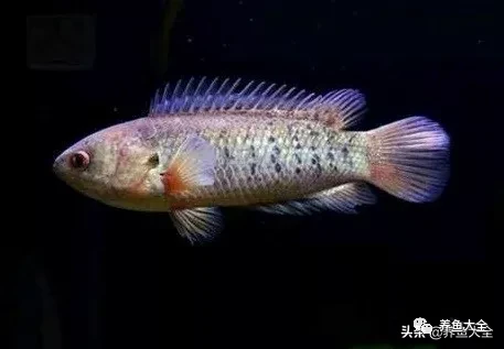 冷水觀賞大全品種魚圖片及價格_冷水觀賞魚品種大全及圖片_冷水觀賞大全品種魚圖片高清