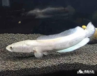 冷水觀賞魚品種大全及圖片_冷水觀賞大全品種魚圖片及價格_冷水觀賞大全品種魚圖片高清