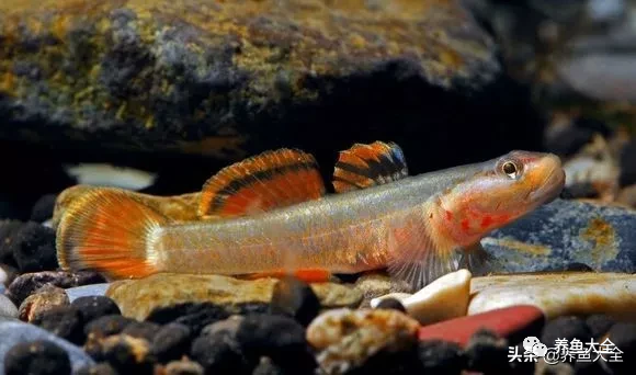 冷水觀賞魚品種大全及圖片_冷水觀賞大全品種魚圖片高清_冷水觀賞大全品種魚圖片及價格