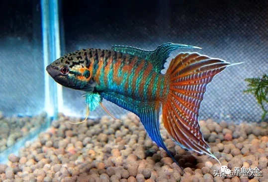 冷水觀賞大全品種魚圖片高清_冷水觀賞魚品種大全及圖片_冷水觀賞大全品種魚圖片及價格