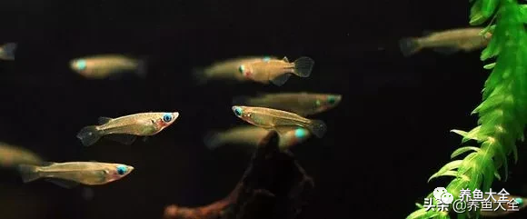 冷水觀賞大全品種魚圖片及價格_冷水觀賞魚品種大全及圖片_冷水觀賞大全品種魚圖片高清