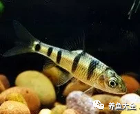 冷水觀賞魚品種大全及圖片_冷水觀賞大全品種魚圖片高清_冷水觀賞大全品種魚圖片及價格