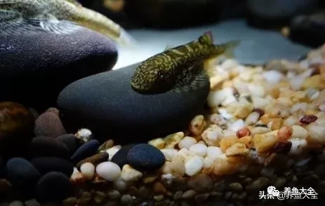 冷水觀賞大全品種魚圖片及價格_冷水觀賞魚品種大全及圖片_冷水觀賞大全品種魚圖片高清