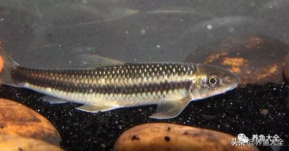 冷水觀賞大全品種魚圖片及價格_冷水觀賞魚品種大全及圖片_冷水觀賞大全品種魚圖片高清