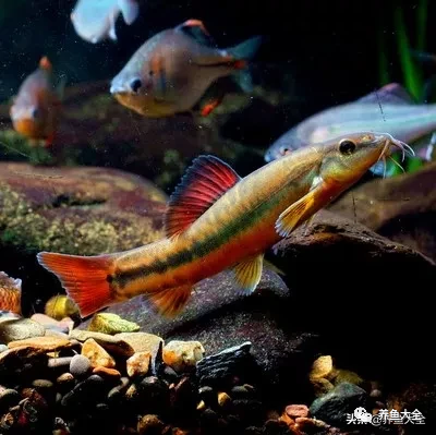 冷水觀賞大全品種魚圖片高清_冷水觀賞大全品種魚圖片及價格_冷水觀賞魚品種大全及圖片