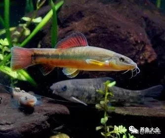 冷水觀賞大全品種魚圖片高清_冷水觀賞魚品種大全及圖片_冷水觀賞大全品種魚圖片及價格