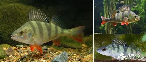 冷水觀賞魚品種大全及圖片_冷水觀賞大全品種魚圖片高清_冷水觀賞大全品種魚圖片及價格