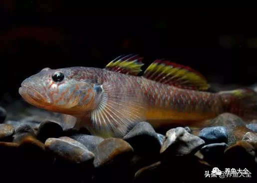 冷水觀賞魚品種大全及圖片_冷水觀賞大全品種魚圖片及價格_冷水觀賞大全品種魚圖片高清